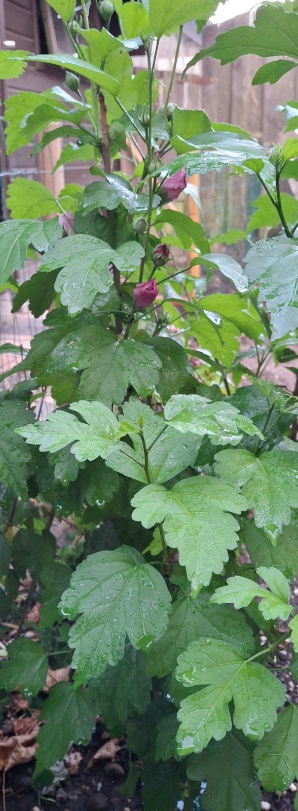 Hibiscus, Jardin & Terrasse, Été, Plein soleil, Enlèvement, 100 à 250 cm