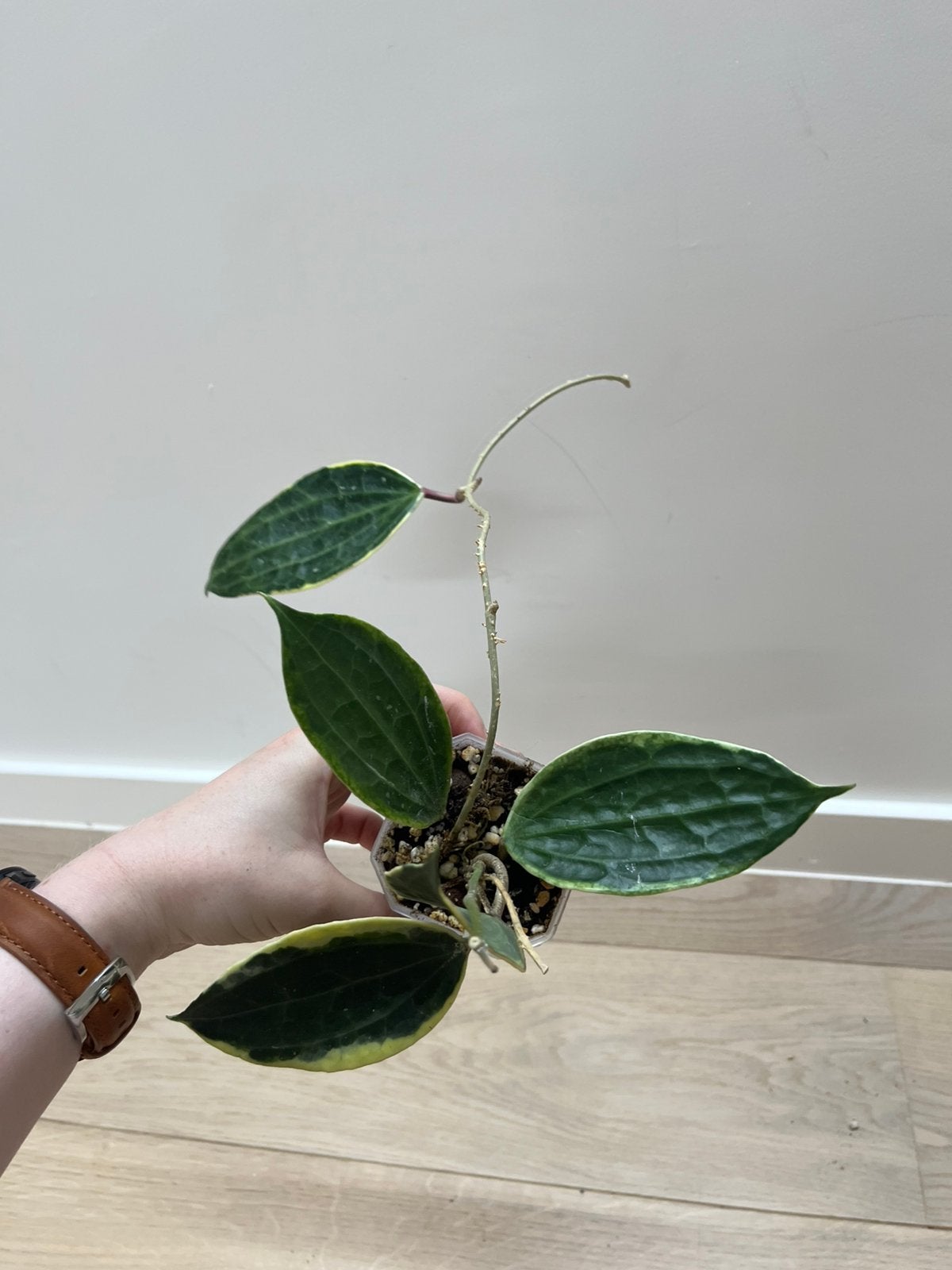 Hoya Macrophylla Variegata, Maison & Meubles, Plantes d'intérieur, Envoi