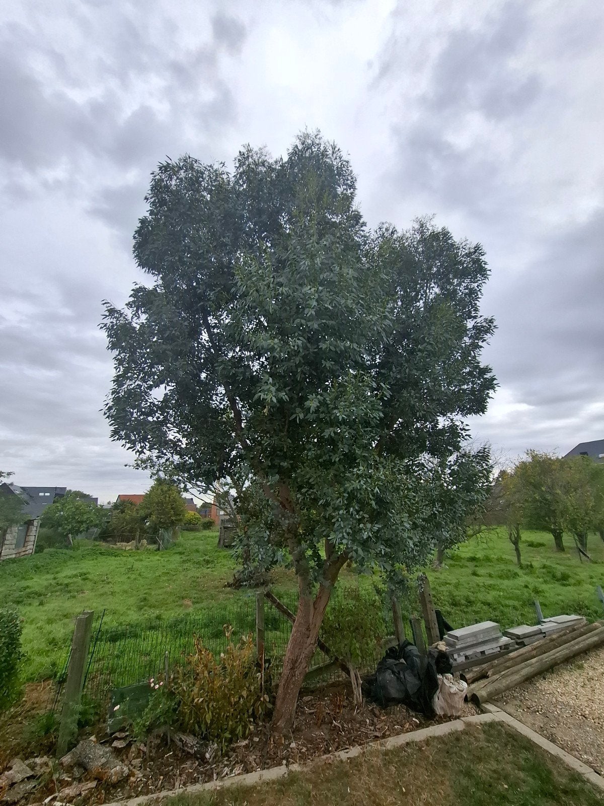 eucalytus takken, Tuin en Terras, Ophalen