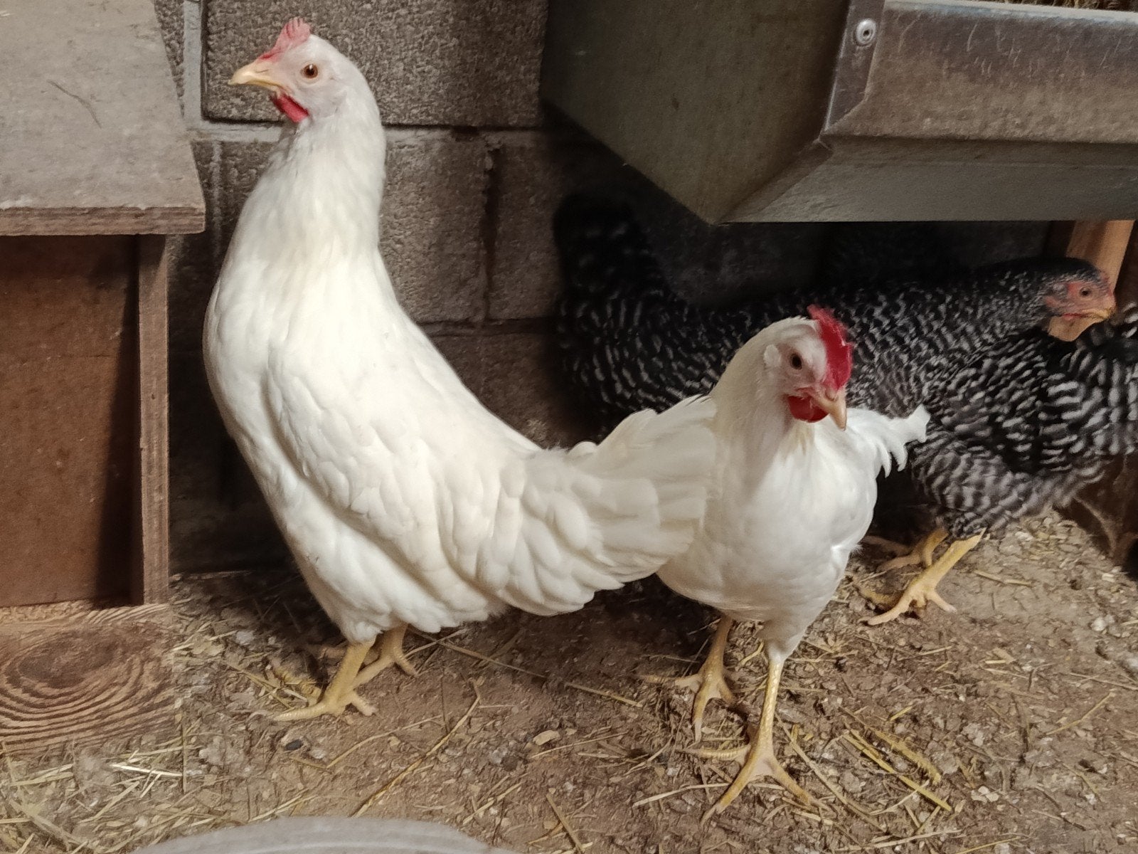 4 jonge legkippen, Dieren en Toebehoren, Pluimvee