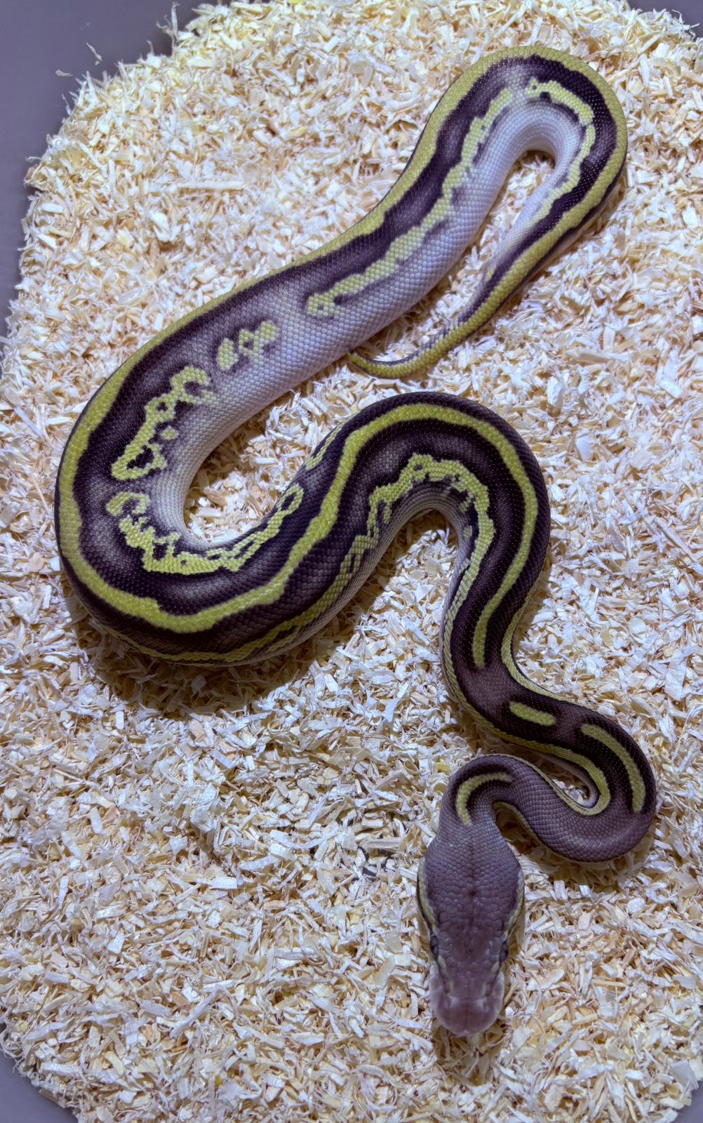 Python Regius Leopard Mojave Vanilla Pastel YB, Dieren en Toebehoren