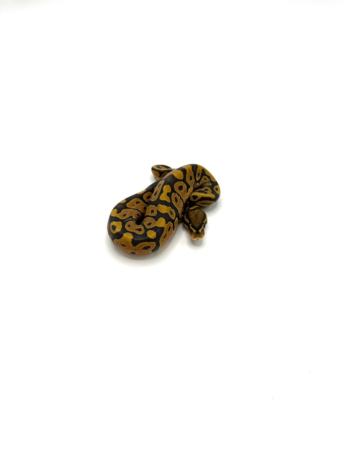 Diverse Python regius - koningspythons Ball Python photo 16