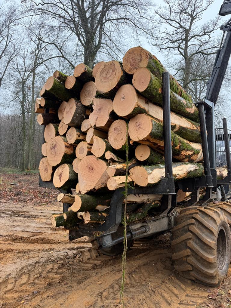 Bois de chauffage par camion complet, Jardin & Terrasse, 6 m³ ou plus, Enlèvement, Hêtre, Troncs d'arbres