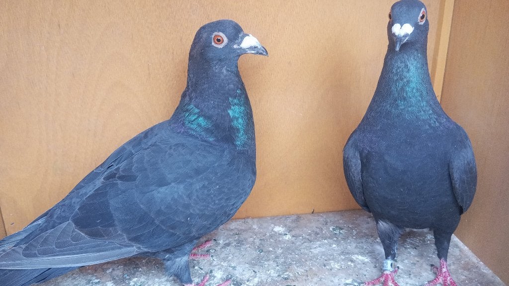 Een koppel zwarte postduiven, Plusieurs animaux, Pigeon voyageur