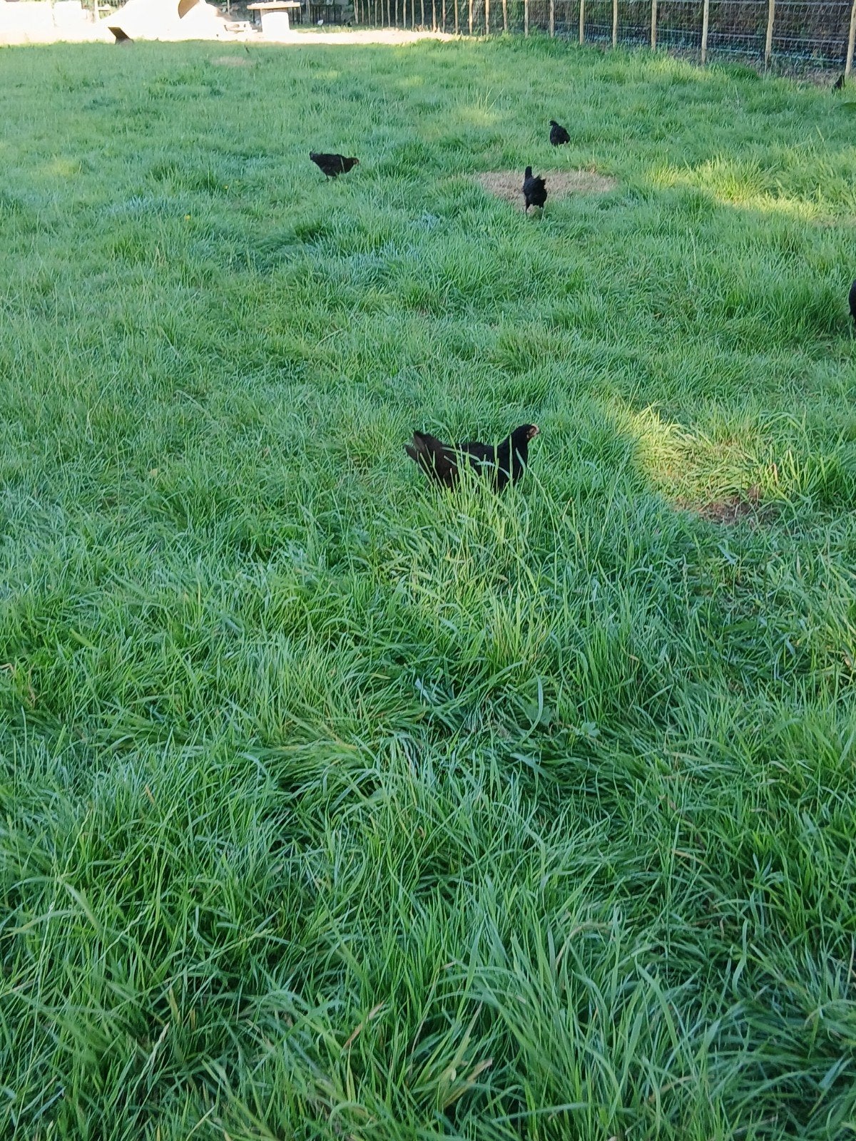 4 zwarte legkippen, Dieren en Toebehoren, Schapen, Geiten en Varkens
