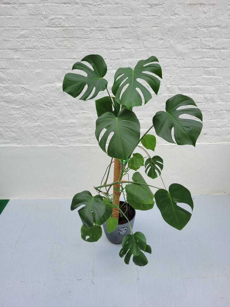Plante Monstera Deliciosa, Enlèvement, En pot, 100 à 150 cm