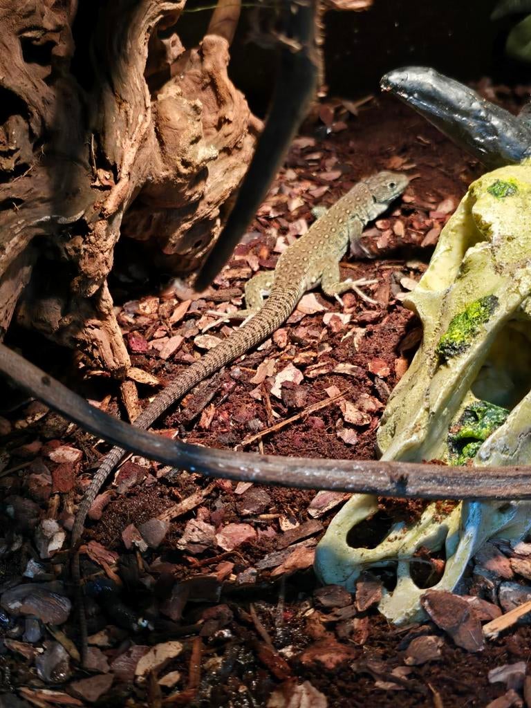 Parelhagedissen nakweek 2025, Dieren en Toebehoren, Reptielen en Amfibieën, Amfibie