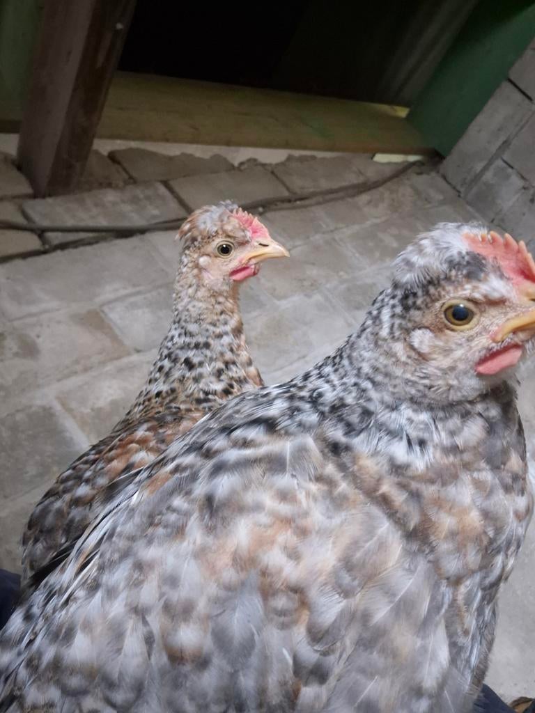 Cream legbar haantjes beschikbaar, Dieren en Toebehoren, Pluimvee