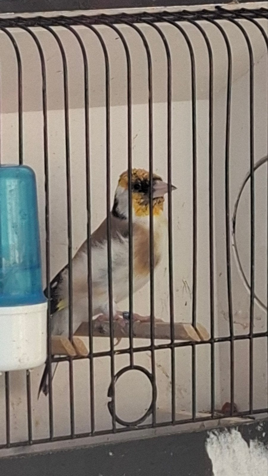 Distelvink man, Tuin en Terras, Ophalen