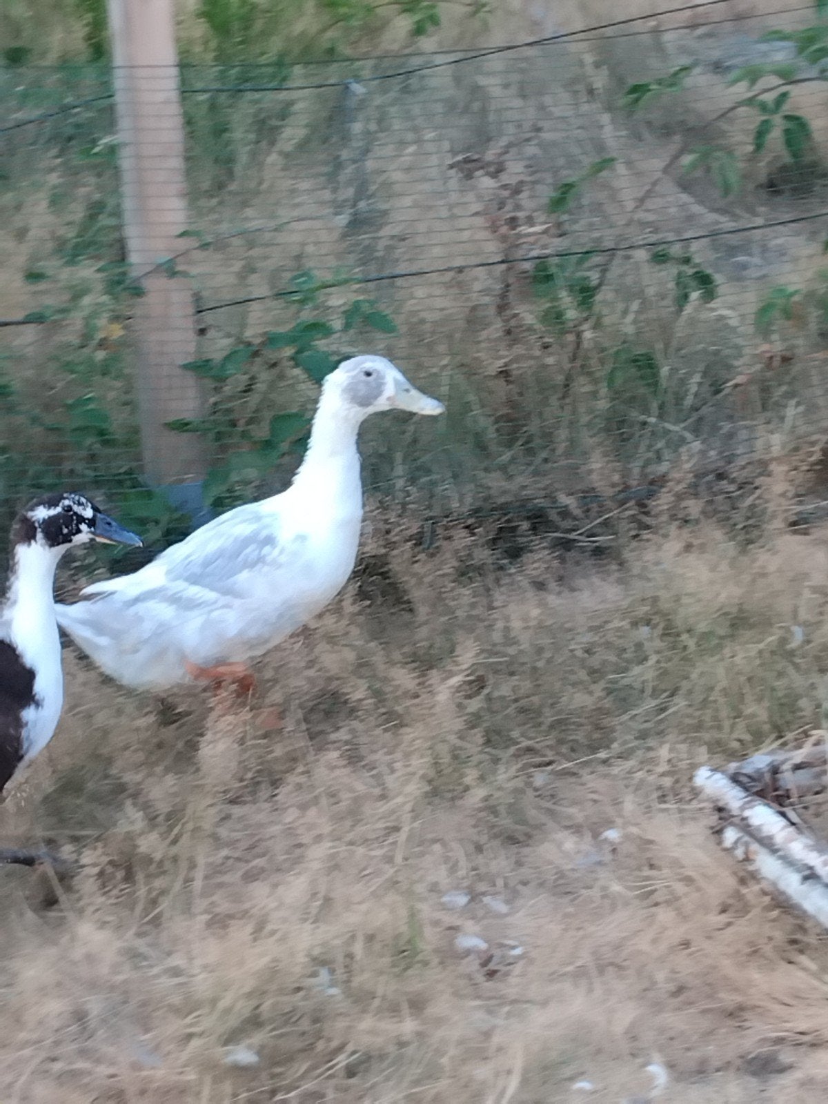 Huttegemse loopeenden, Dieren en Toebehoren, Pluimvee