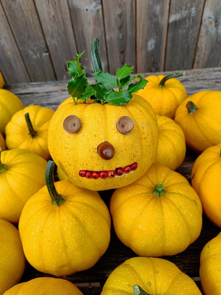 pompoenen, Ophalen