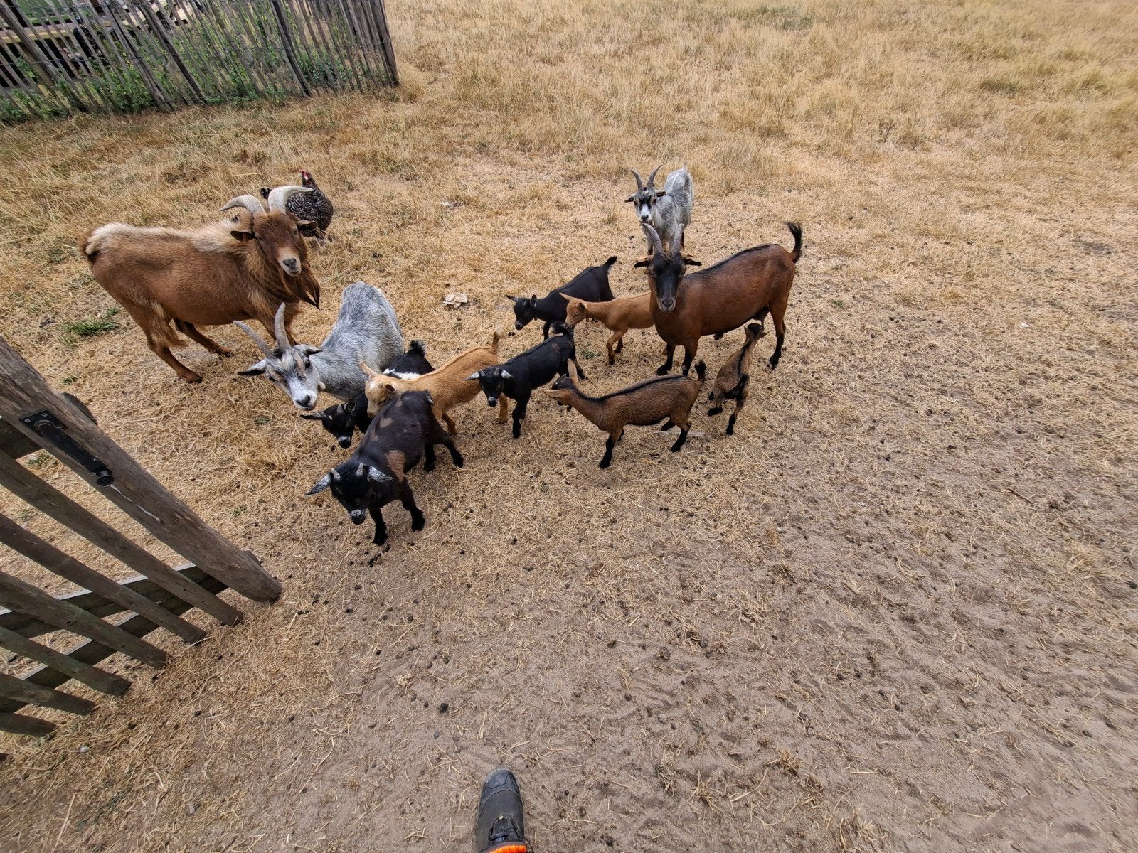 dwerggeiten., Dieren en Toebehoren, Schapen, Geiten en Varkens, Geit