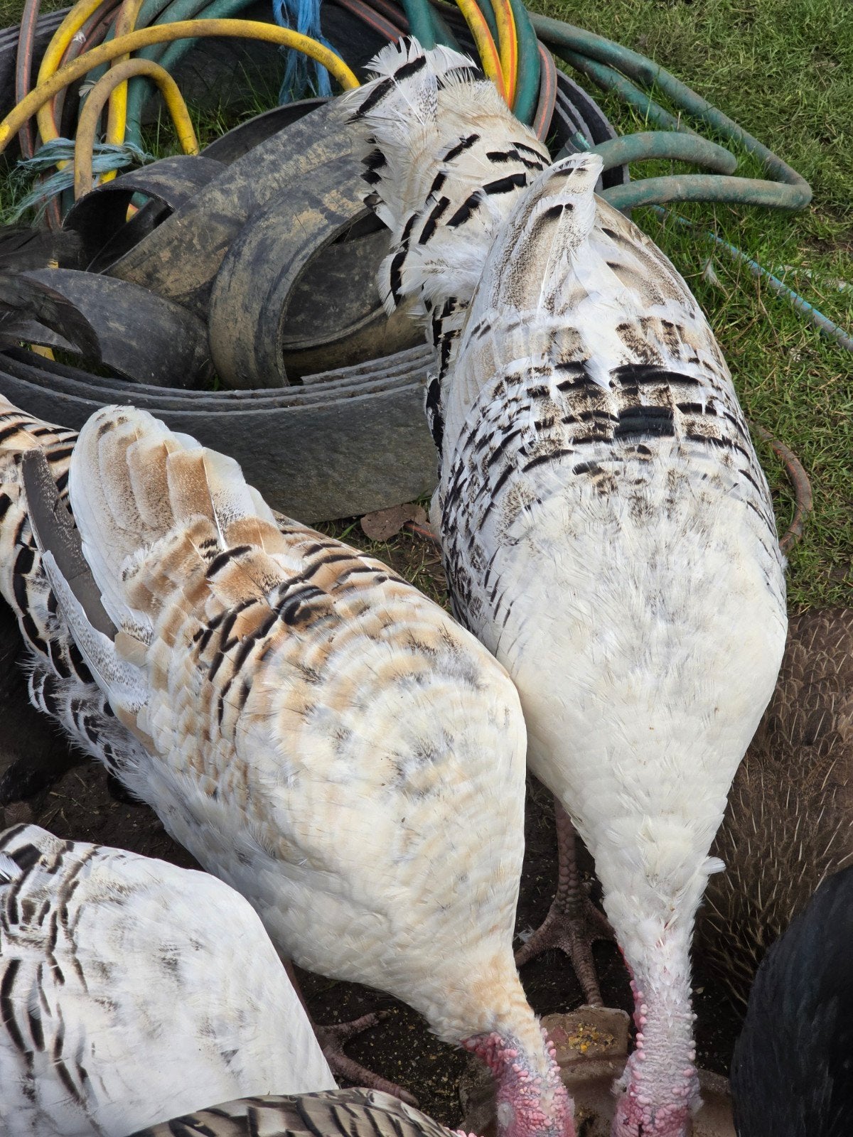 een kopel kalkoenen, Animaux & Accessoires