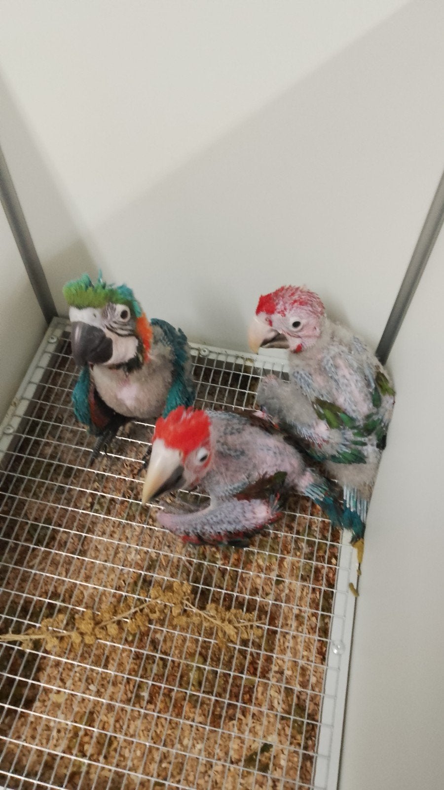 des bébés aras à ailes vertes apprivoisés avec de l'ADN et t, Animaux & Accessoires, Oiseaux | Perruches & Perroquets, Plusieurs animaux