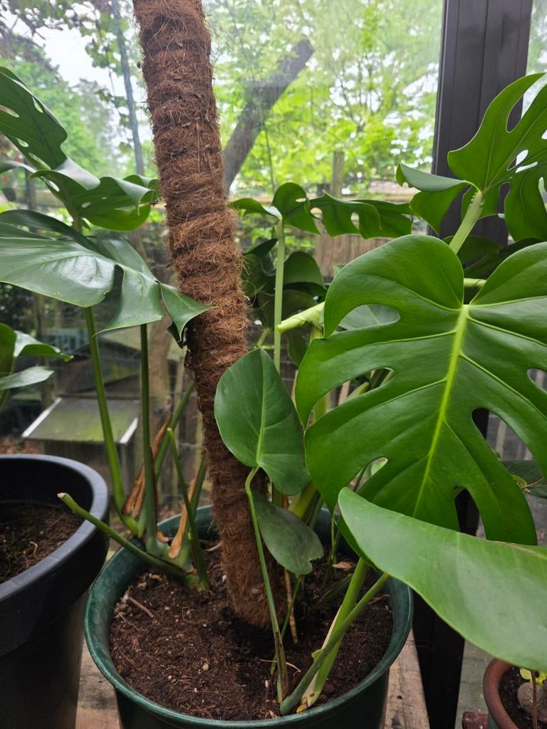 Monstera deliciosa met mosstok – sterke moederplant – pot Ø5, Ophalen, Vaste plant, Klimplanten, Halfschaduw
