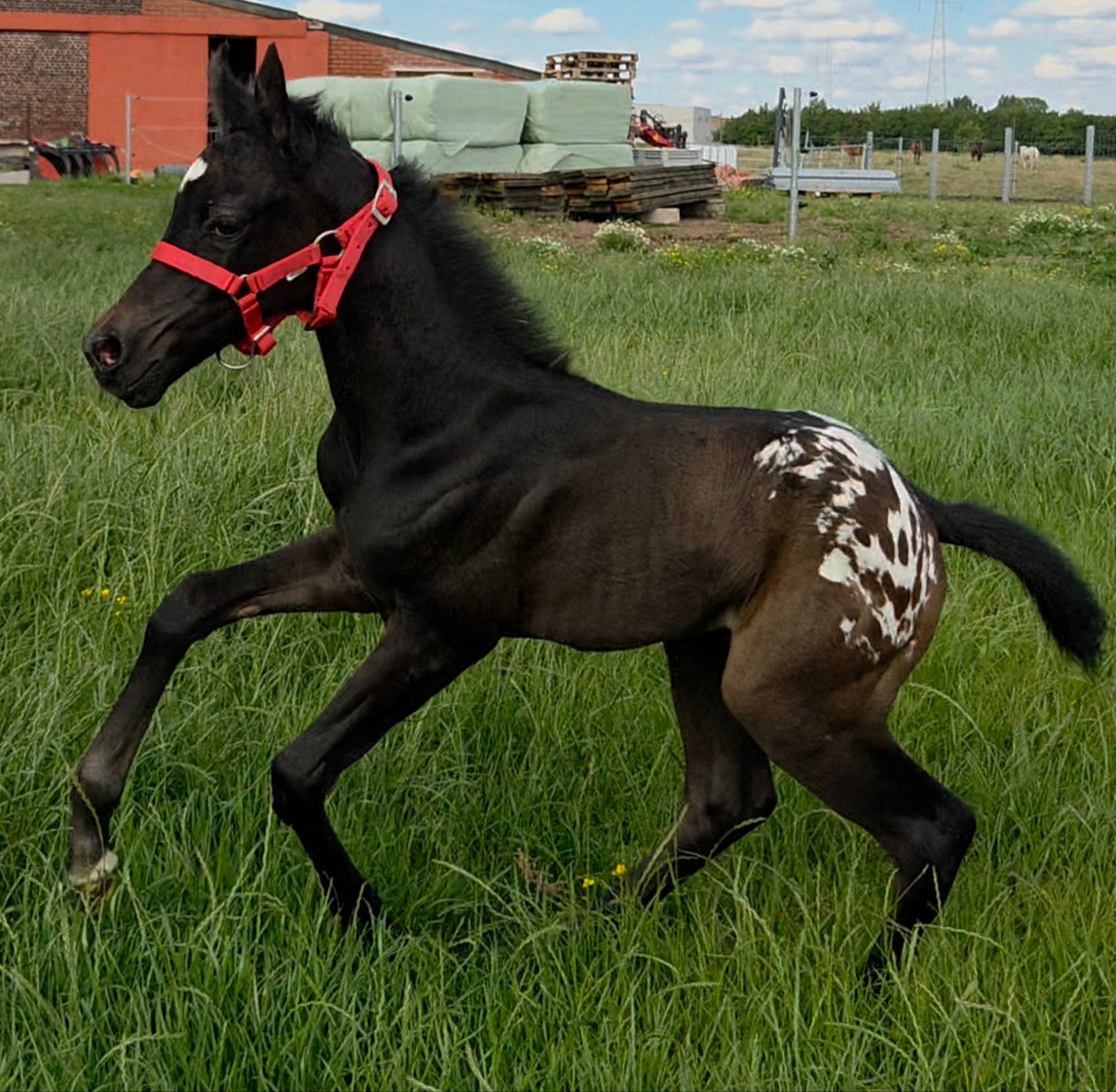blanket appaloosa veulen quarter x arabier quarab