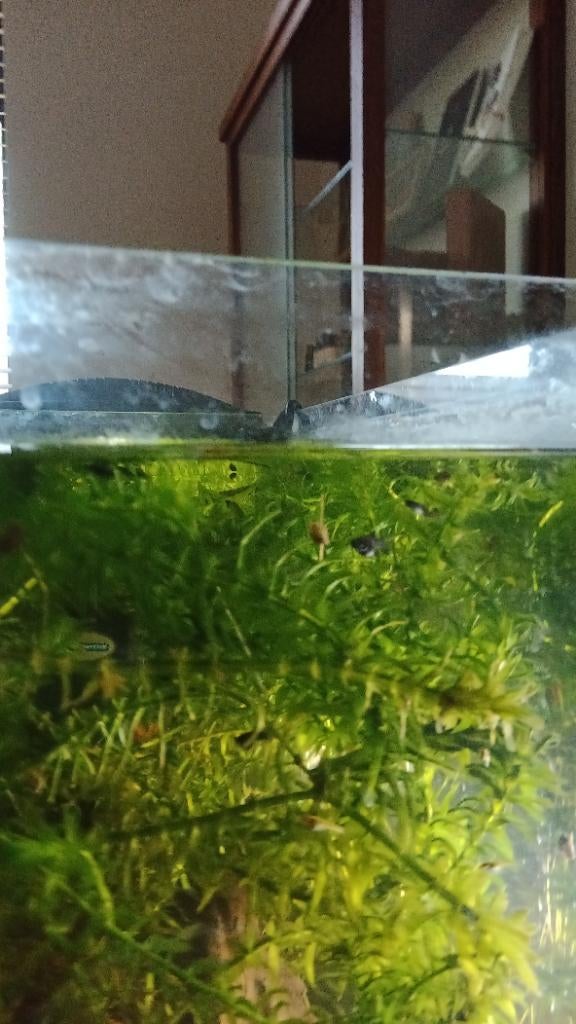 Mooie baby black Mollys!!, Schoolvis