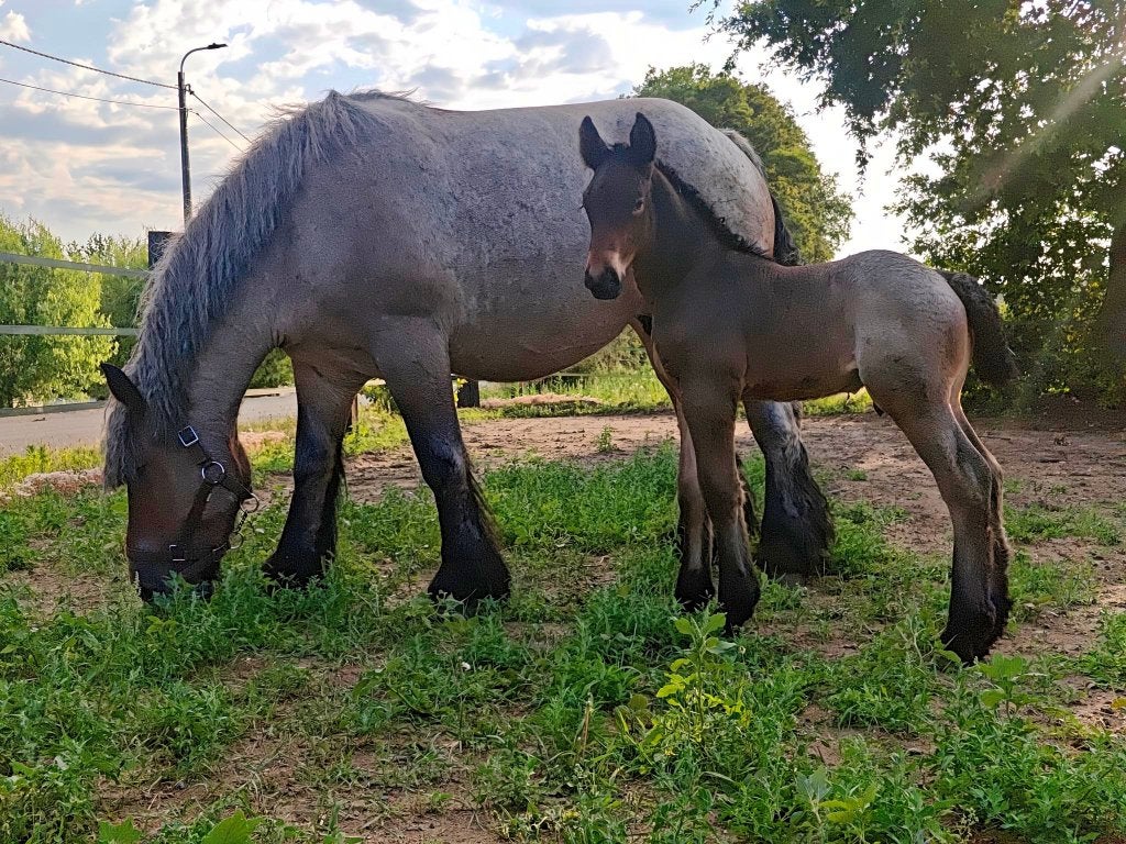 Prachtig Trekpaard  hengst veulen, Dieren en Toebehoren, Minder dan 160 cm, Met stamboom, 0 tot 2 jaar, Hengst