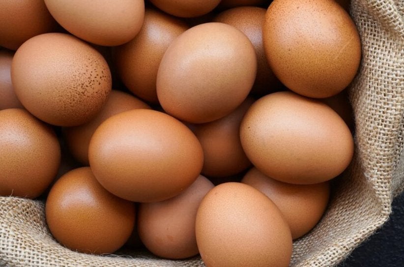 Œufs biologiques provenant de nos propres poules