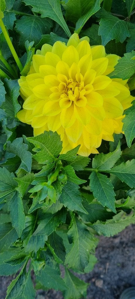 Dahlia sun lady, Tuin en Terras, Ophalen of Verzenden, Voorjaar, Volle zon, Bloembol