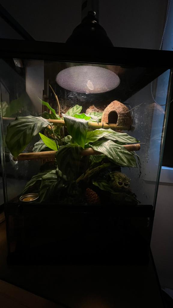Tropisch Terrarium, Dieren en Toebehoren, Ophalen, Nieuw