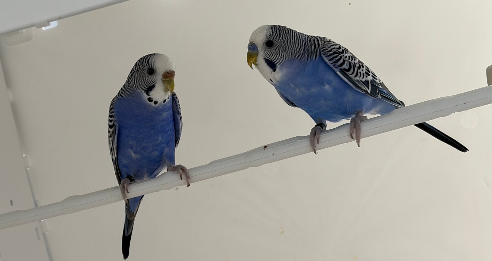 Perruche DD bleu 2026, Plusieurs animaux, Perruche, Bagué