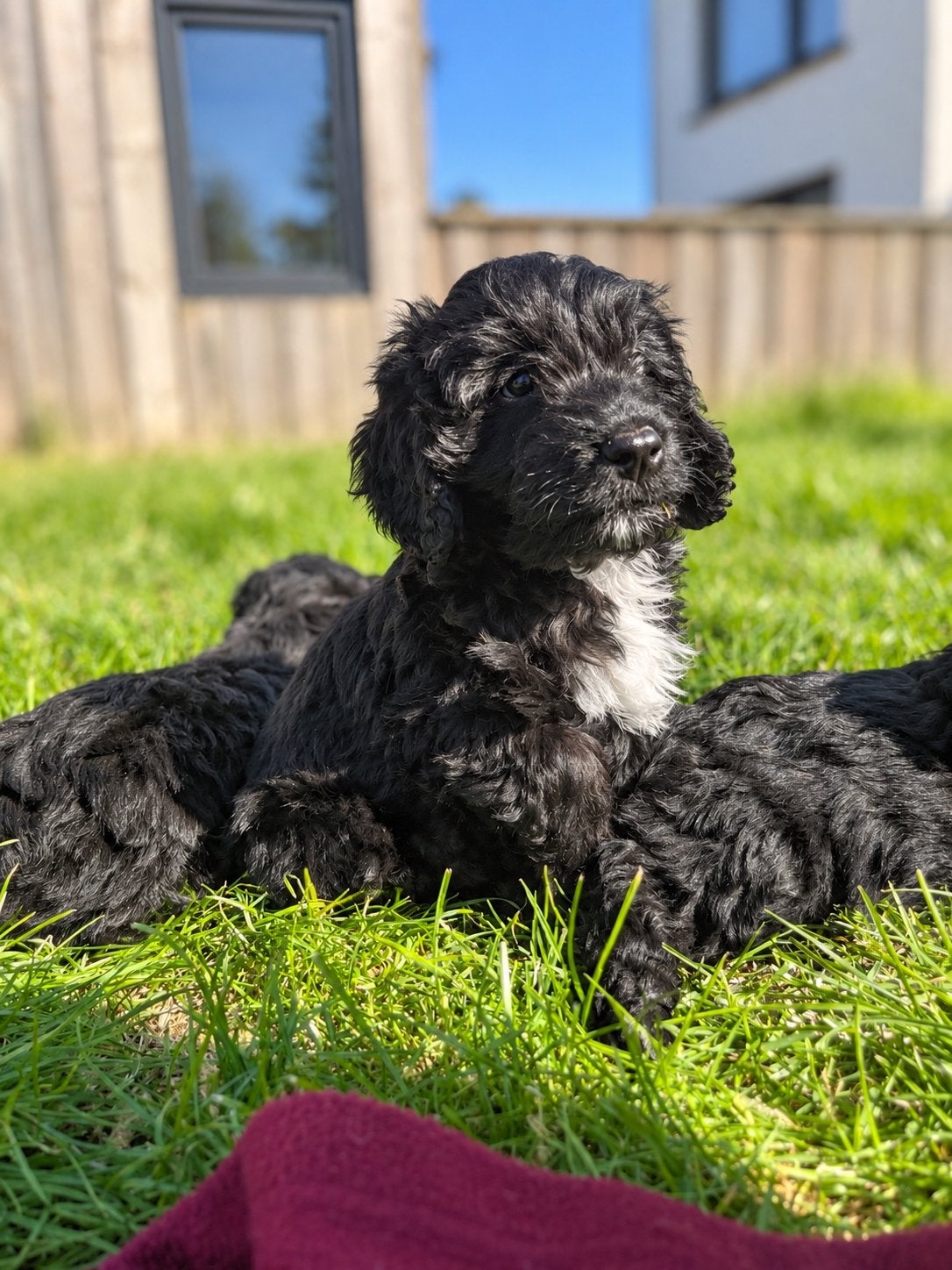 Knappe Cockapoo pups (geteste ouders), Dieren en Toebehoren, Poedel, België, CDV (hondenziekte), 8 tot 15 weken