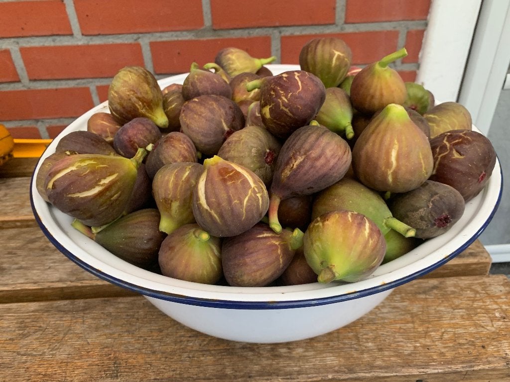 vijgen  5€/kg, Ophalen