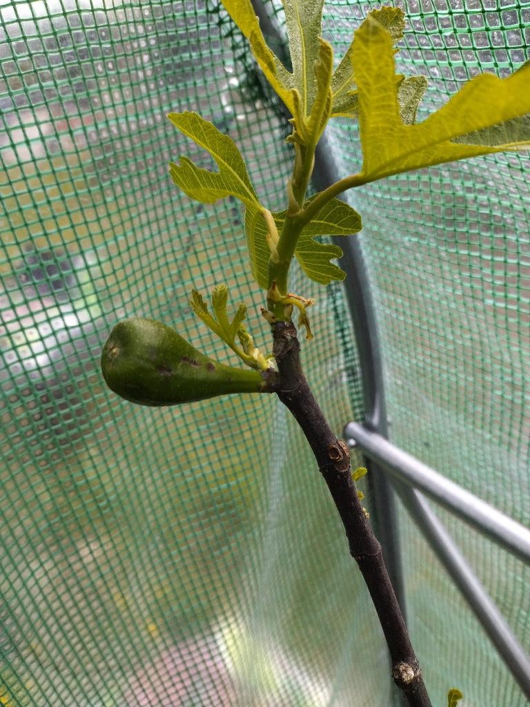 Vijgenboompje dalmatie, Tuin en Terras, Ophalen