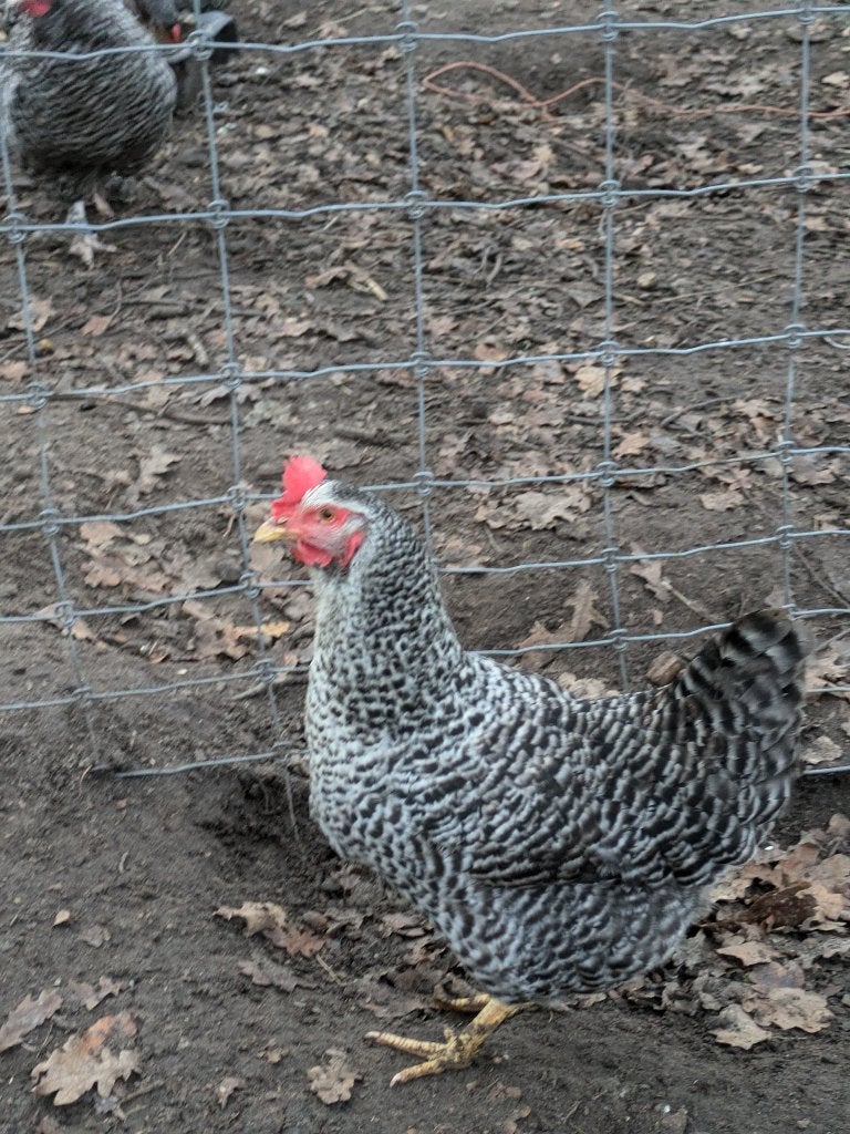 koekoekskleurige legkippen, Dieren en Toebehoren