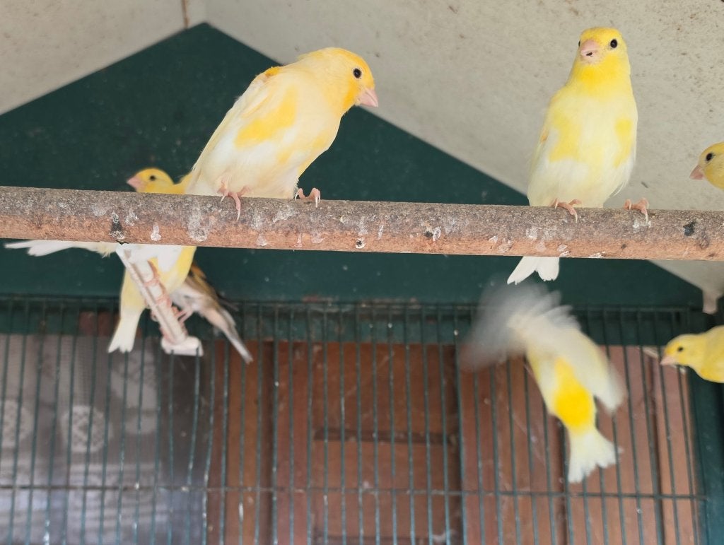 Jonge kanaries, Dieren en Toebehoren, Vogels | Kanaries, Geslacht onbekend, Bastaard