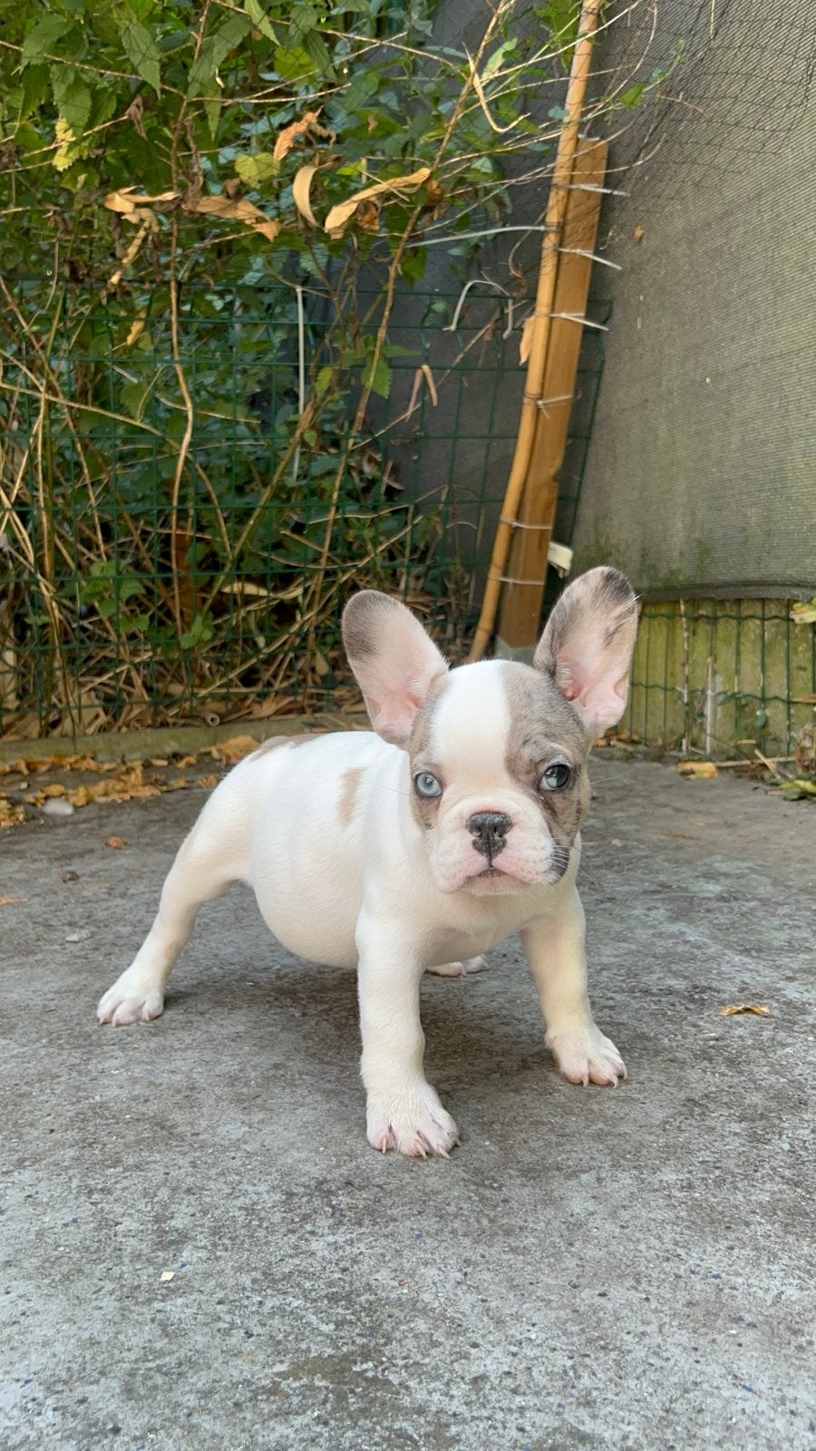 Franse Bulldog ouders aanwezig, België, Particulier, CDV (hondenziekte), 8 tot 15 weken