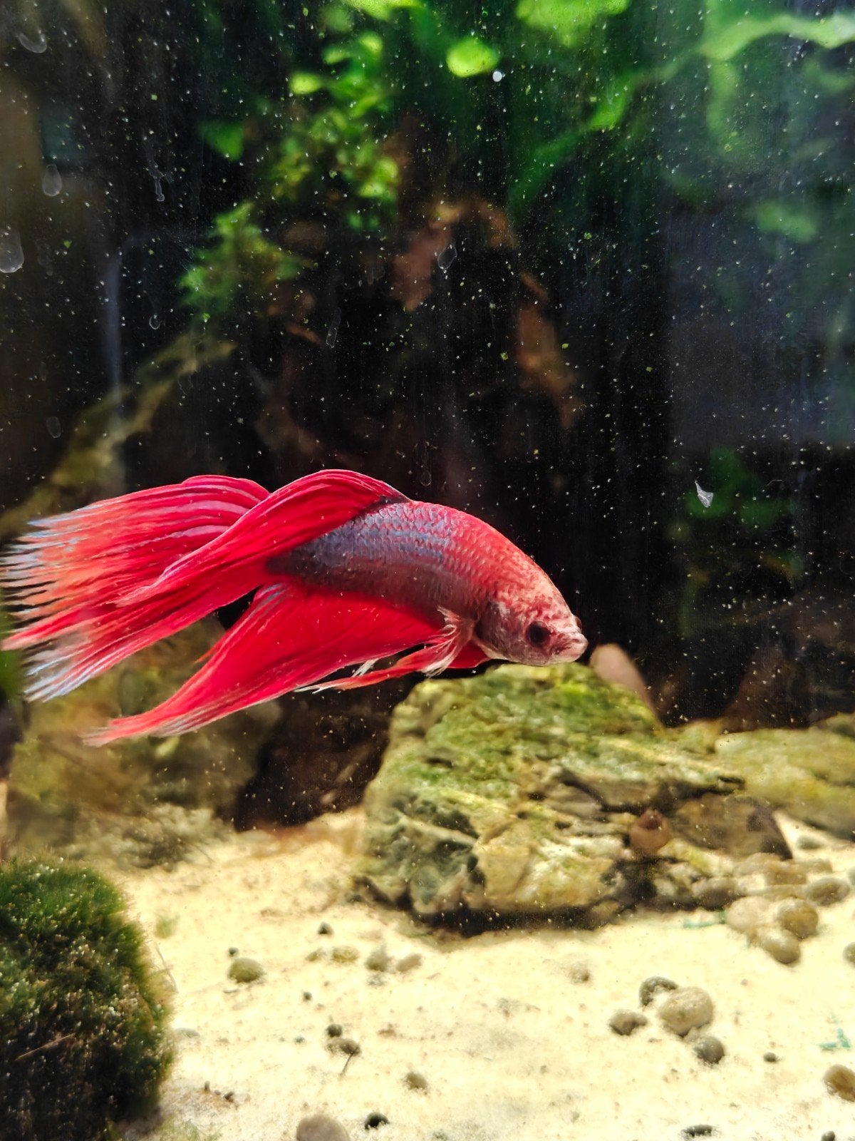 Betta man, Animaux & Accessoires, Poisson, Poisson d'eau douce