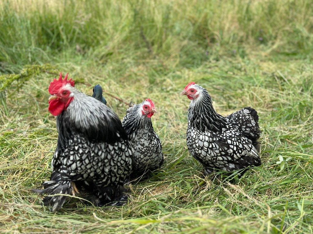 Jonge Cochin kriel Zilver Zwart gezoomd gesekst en ingeënt, Femelle, Poule ou poulet