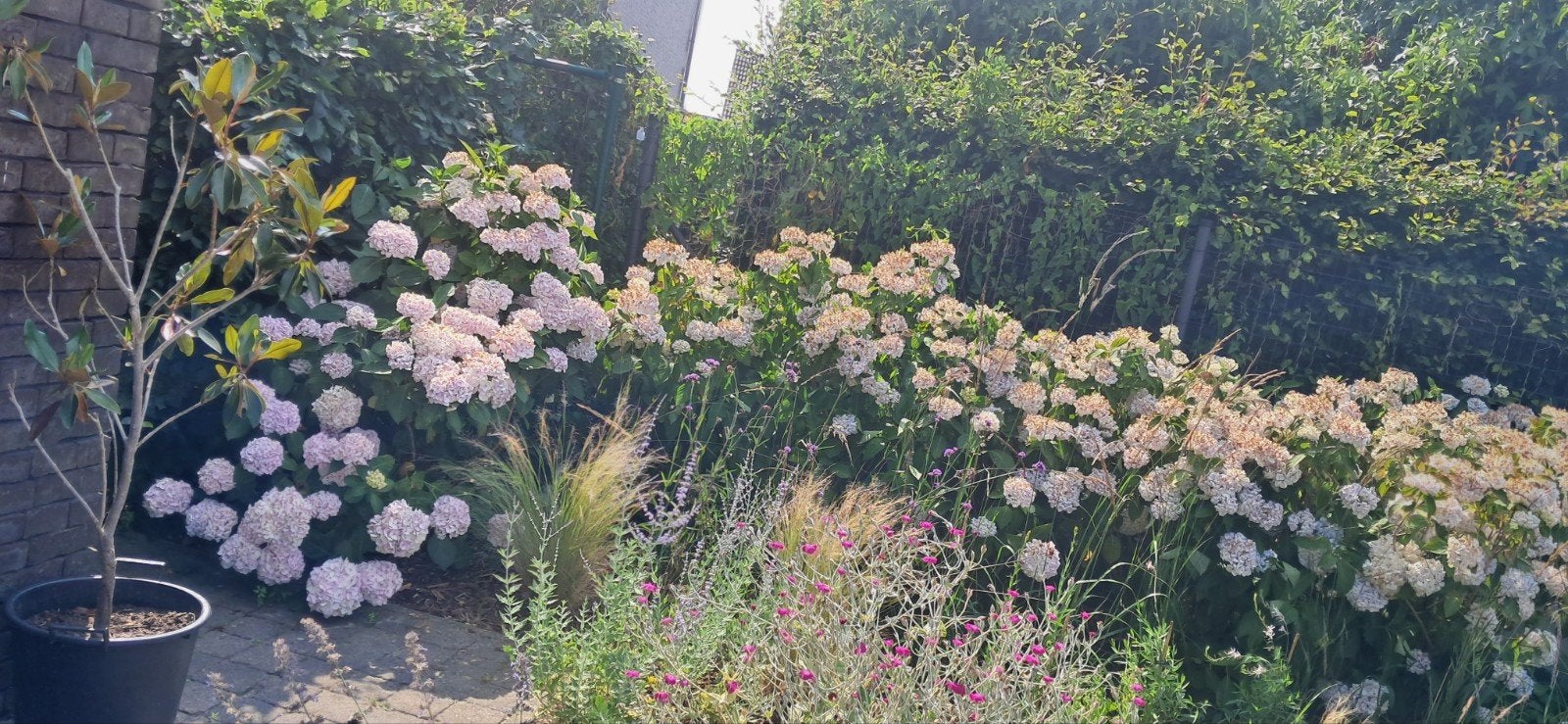 Grand hortensia fermier, Enlèvement