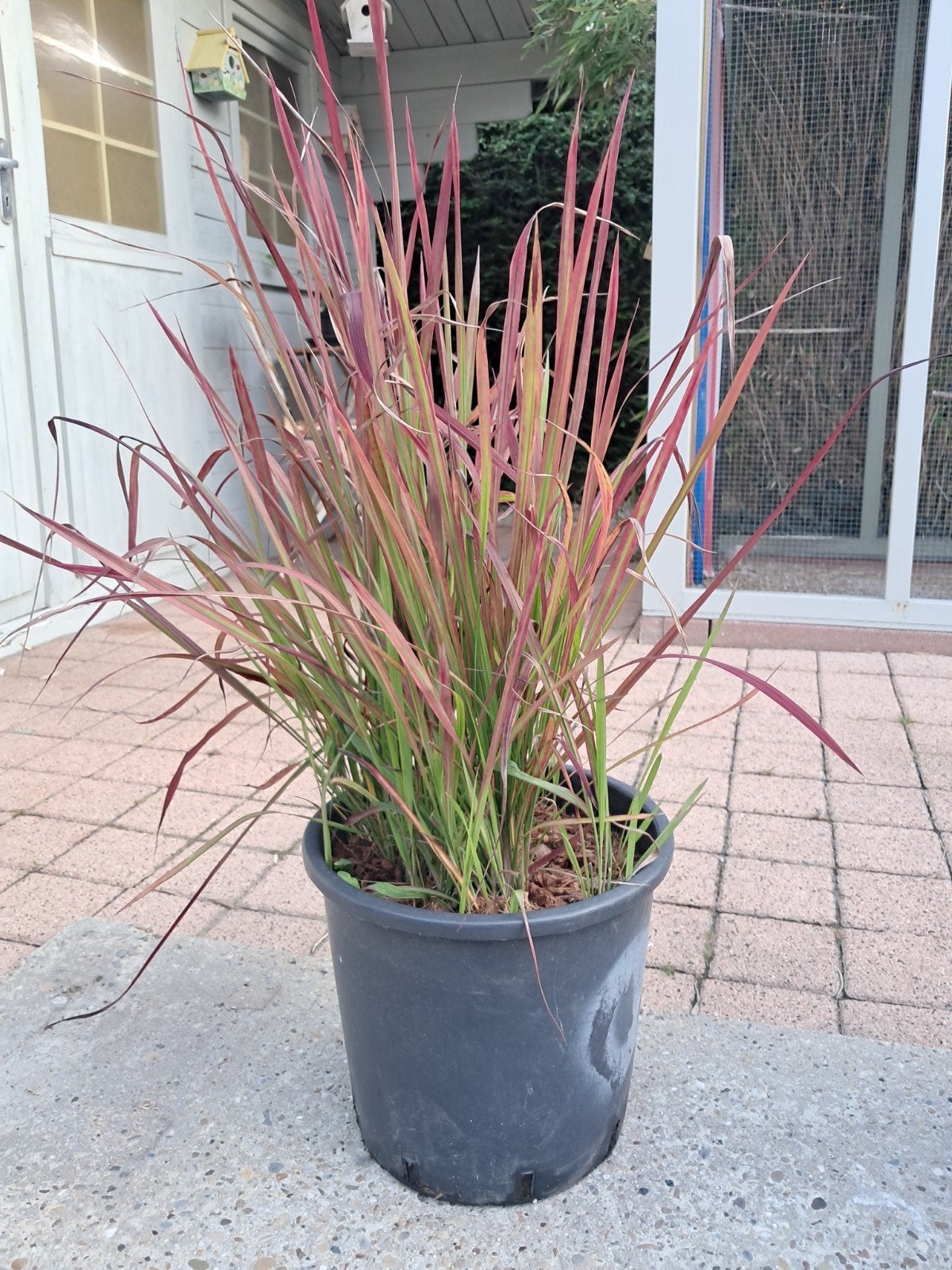 bloedgras, Tuin en Terras, Ophalen, Vaste plant, Siergrassen