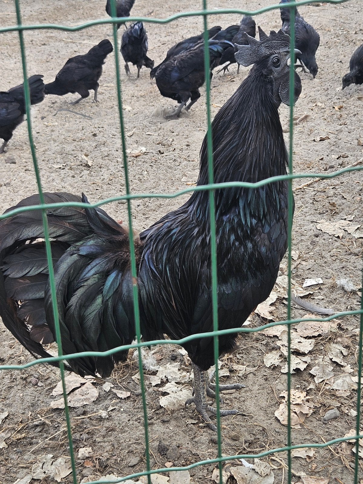 voodoo kippen, Dieren en Toebehoren
