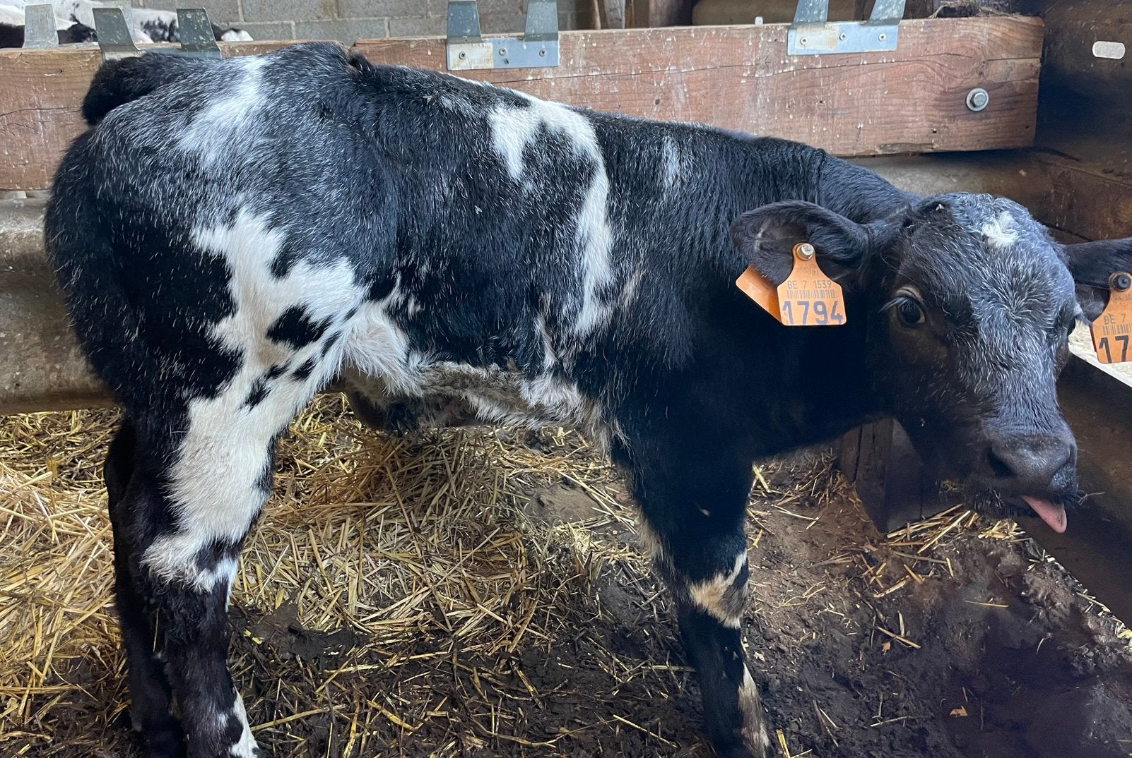 Stieren kalf dikbil, Dieren en Toebehoren, Runderen, Mannelijk, 0 tot 2 jaar