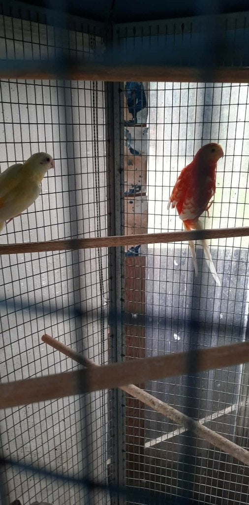 vogels, Dieren en Toebehoren, Meerdere dieren, Parkiet