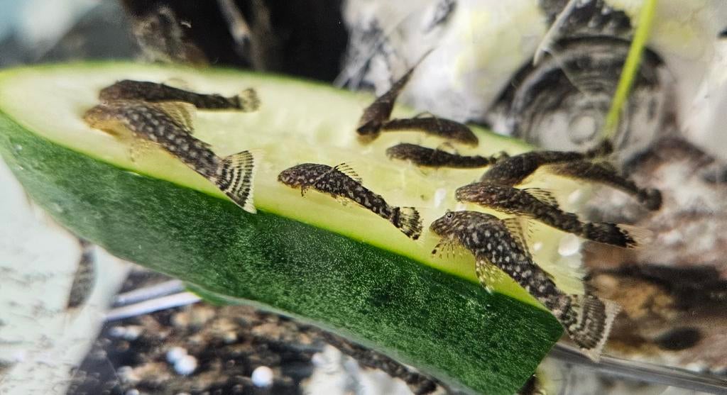Ancistrus jongen, Dieren en Toebehoren