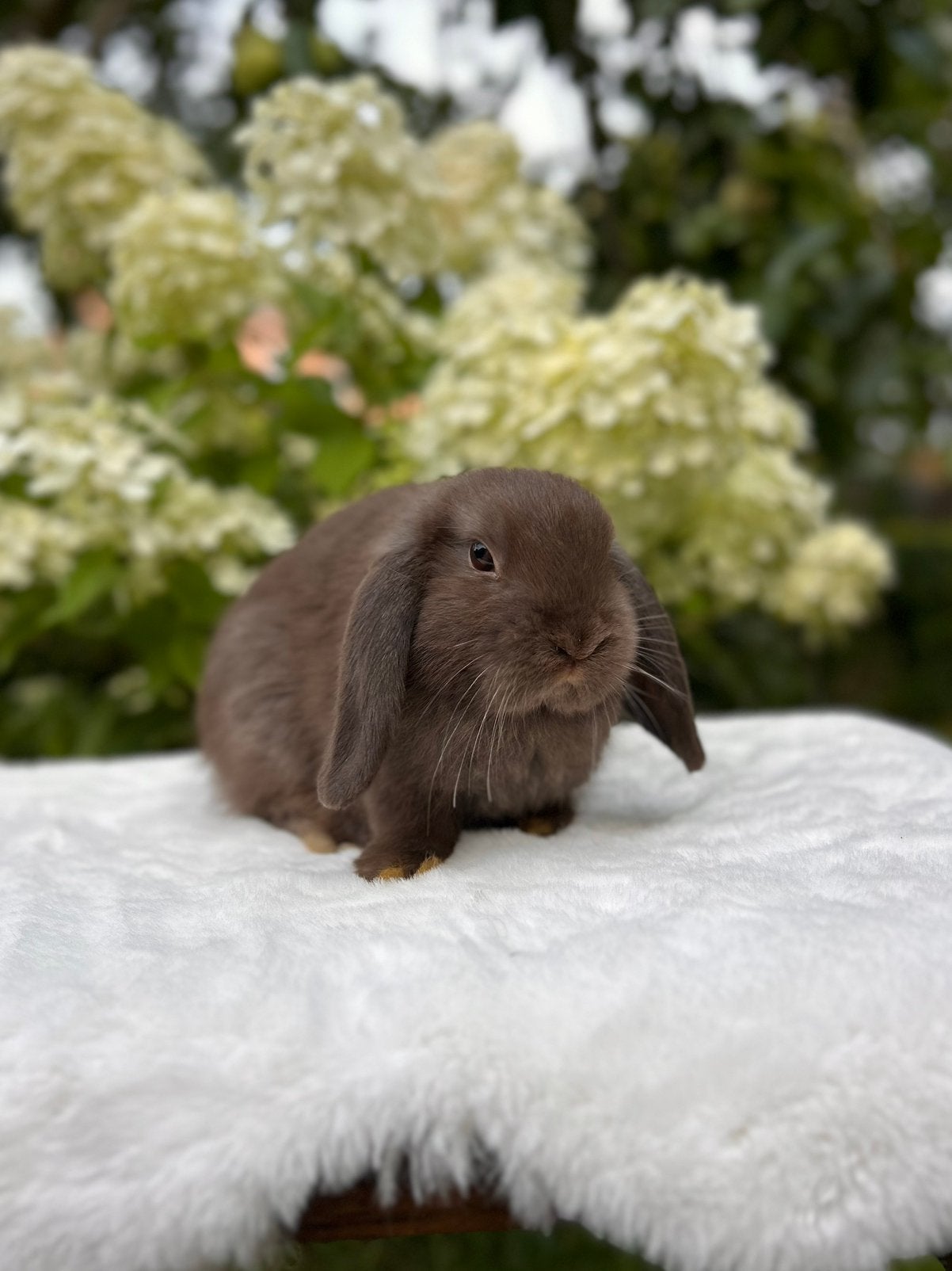 Lieve, jonge dwerghangoorkonijntjes (NHD), Dieren en Toebehoren, Konijnen, Mannelijk, Dwerg, Hangoor, 0 tot 2 jaar