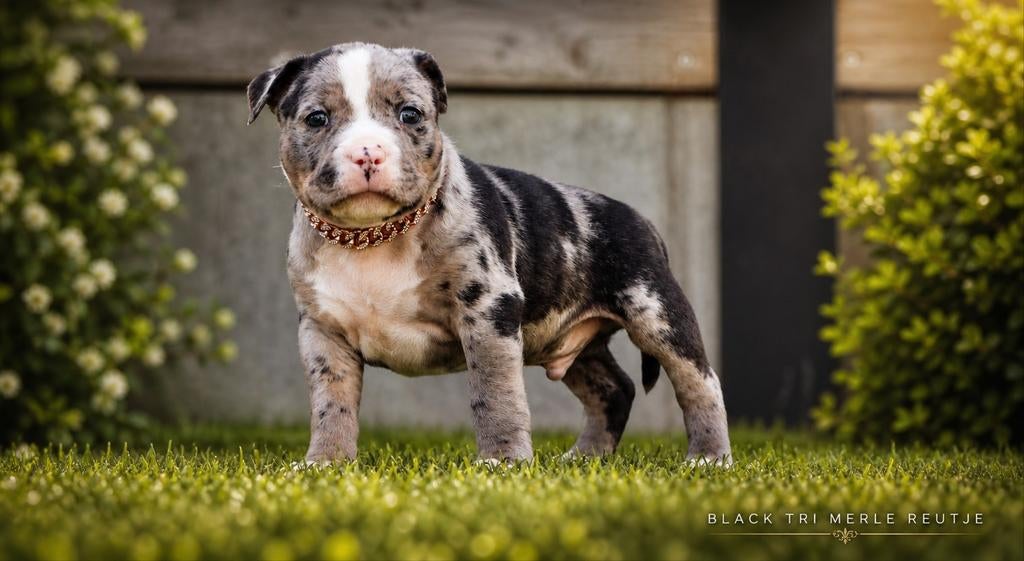American Bully Quality pups, België, 8 tot 15 weken, Parvo, Meerdere