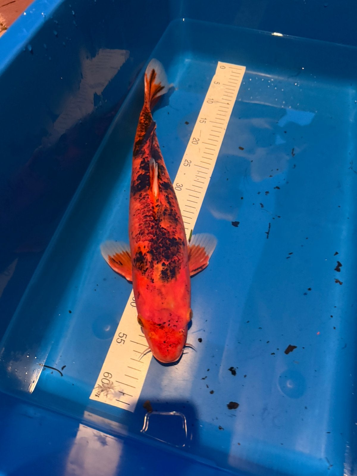 Koi - alias Becko - 50 cm, Carpe ou Koï