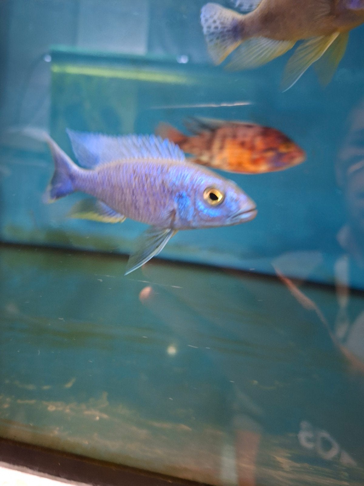 cichlides malawi plusieurs especes d haplos / aulonocara