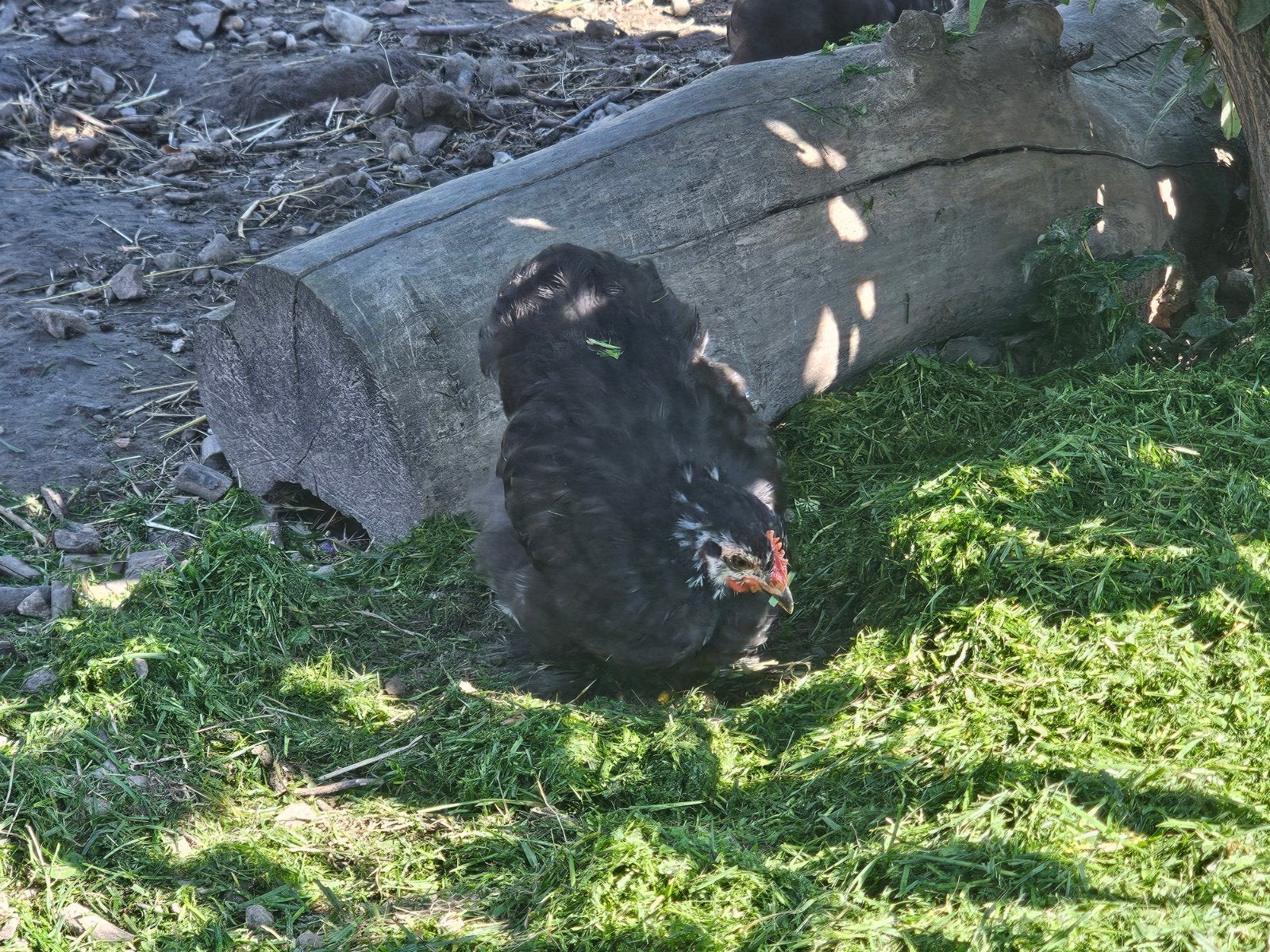 Verschillende koppels cochinkriel, Dieren en Toebehoren