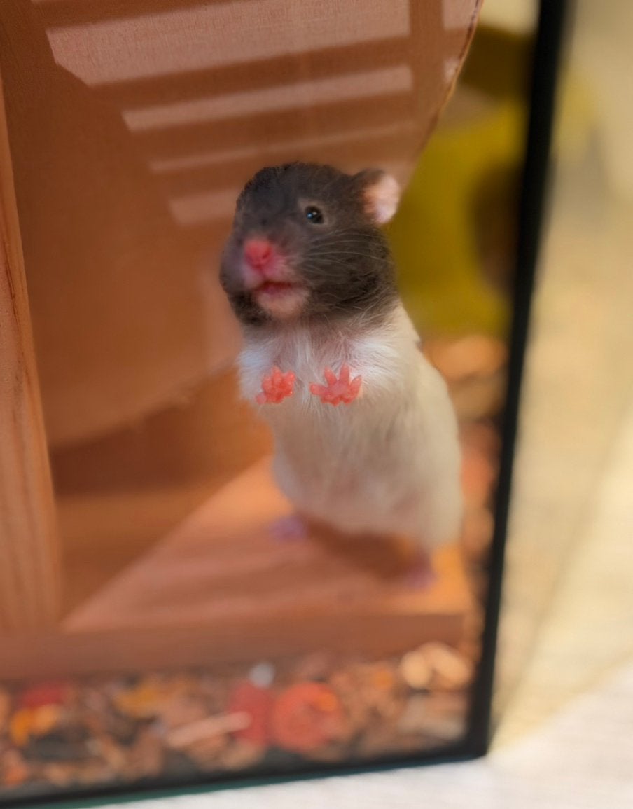 Hamster doré (syrien) à poil long,  +cage complète, Hamster, Mâle, Domestique, Juillet