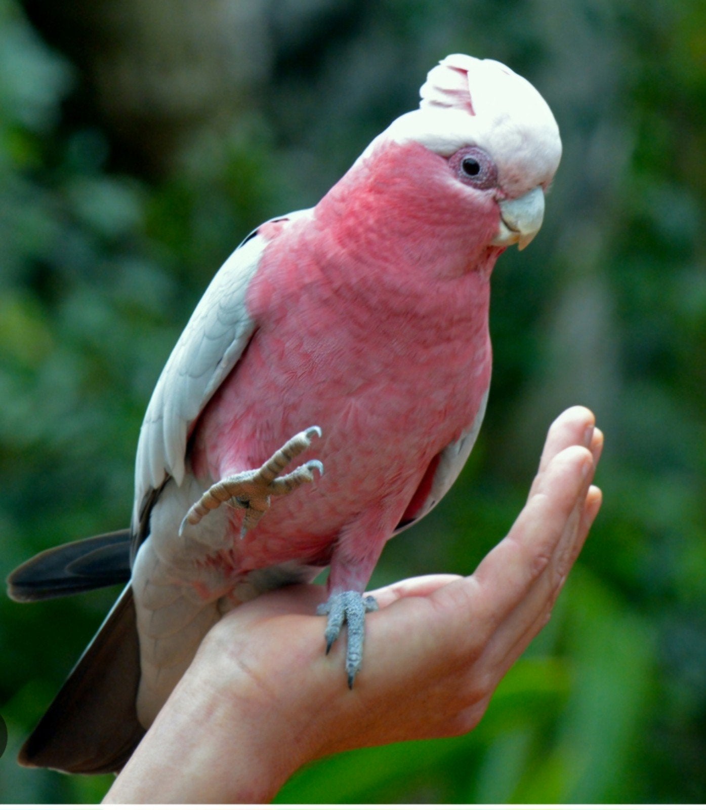 rose kaketoe, Dieren en Toebehoren