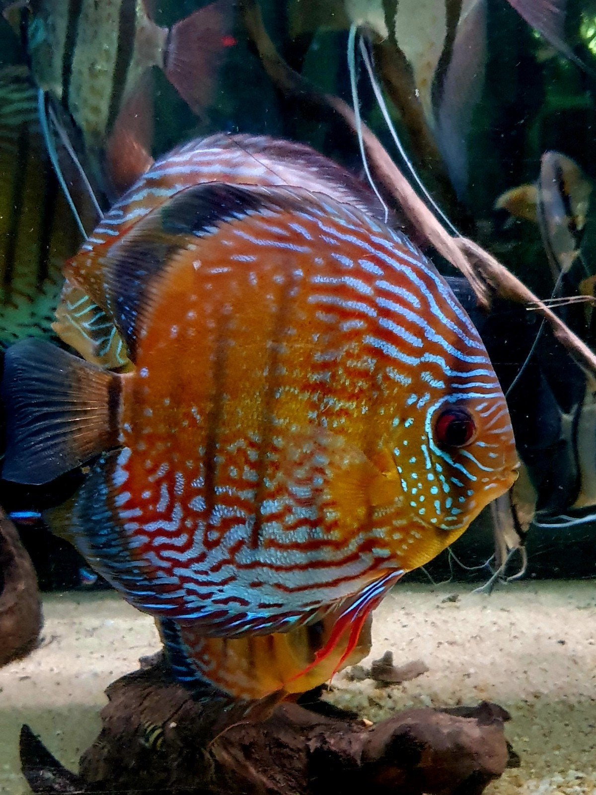 Discus semi royal iripixi, Animaux & Accessoires, Poisson