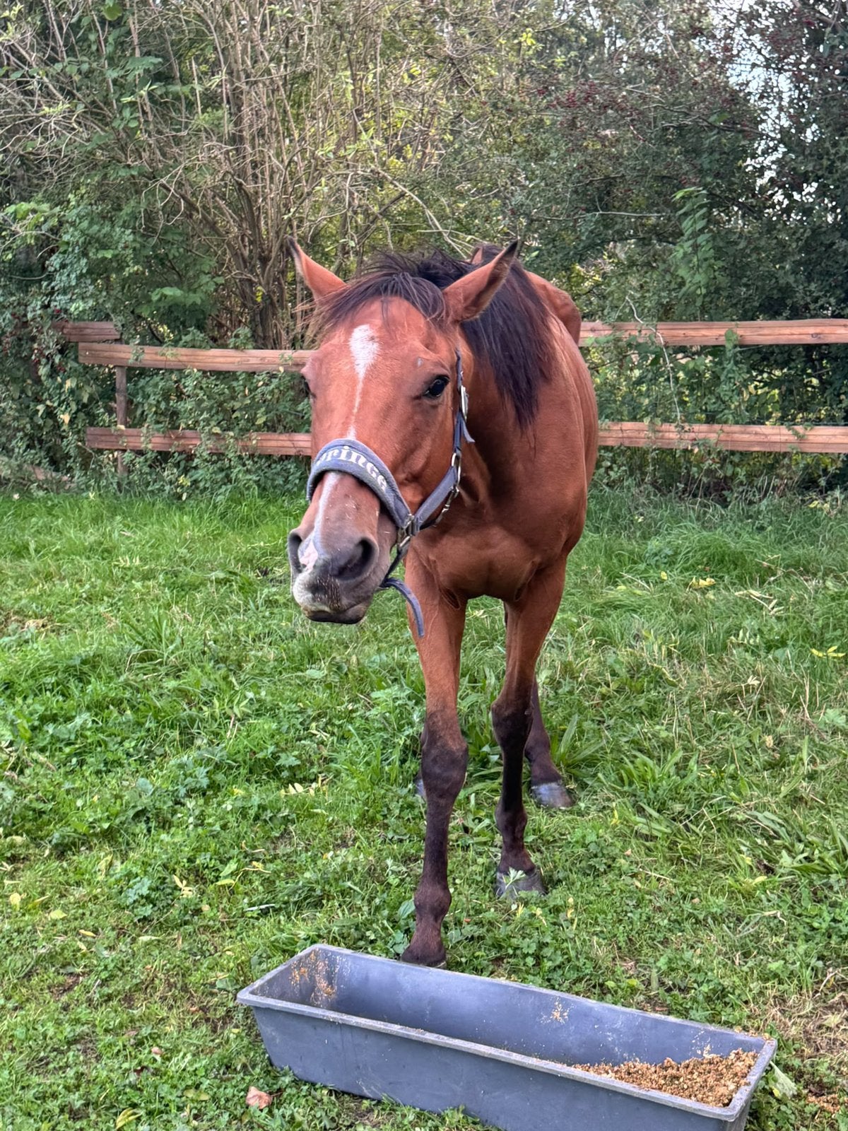 Lieve project paardje te koop, Avec puce électronique, Hongre, Débourré, Poney de récréation