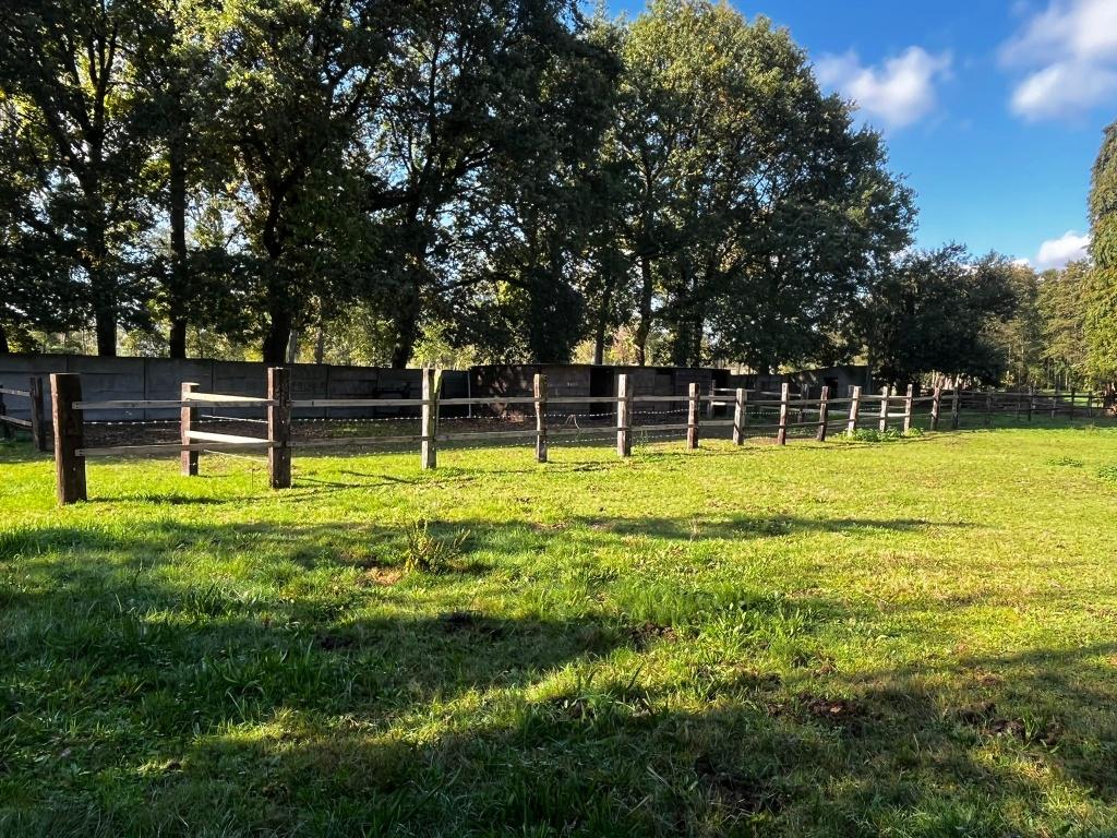 Paardenweide, Dieren en Toebehoren, Weidegang, 2 of 3 paarden of pony's